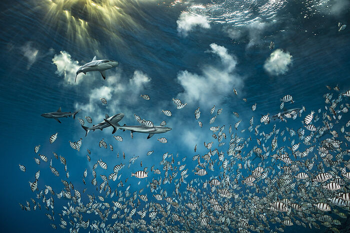 30 Incredible Underwater Photos That Reveal The Secret Life Beneath The Waves By Laurent Ballesta