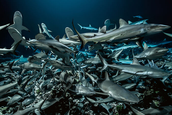30 Incredible Underwater Photos That Reveal The Secret Life Beneath The Waves By Laurent Ballesta