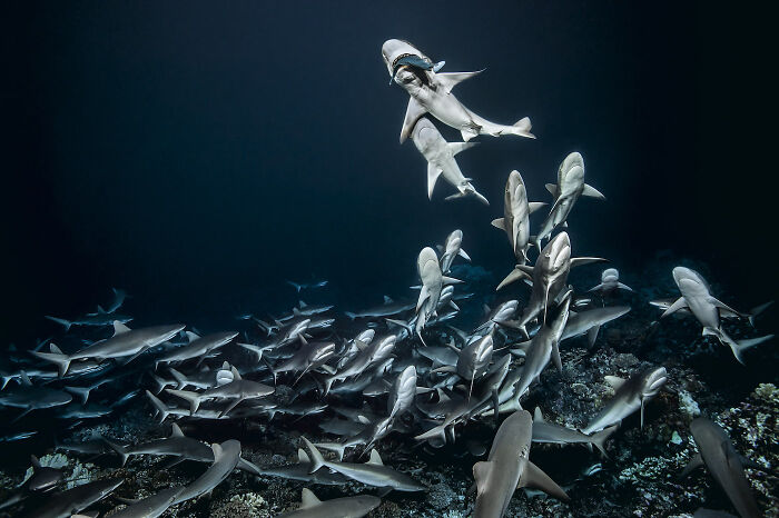 30 Incredible Underwater Photos That Reveal The Secret Life Beneath The Waves By Laurent Ballesta