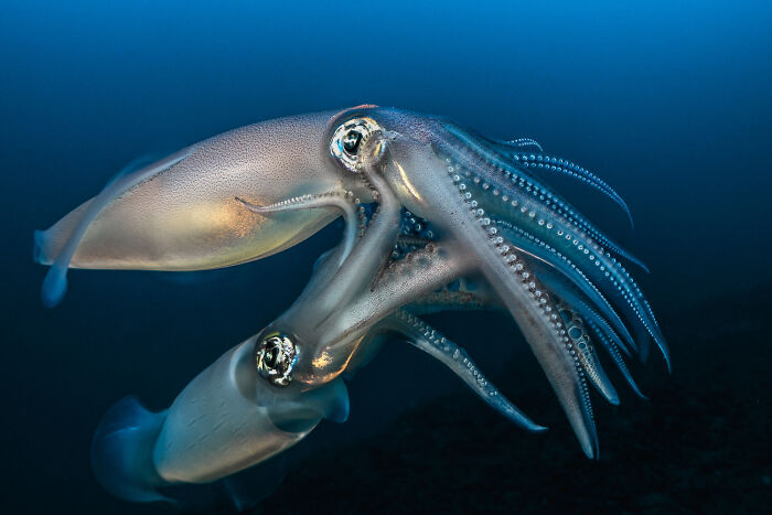 30 Incredible Underwater Photos That Reveal The Secret Life Beneath The Waves By Laurent Ballesta