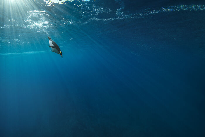 30 Incredible Underwater Photos That Reveal The Secret Life Beneath The Waves By Laurent Ballesta