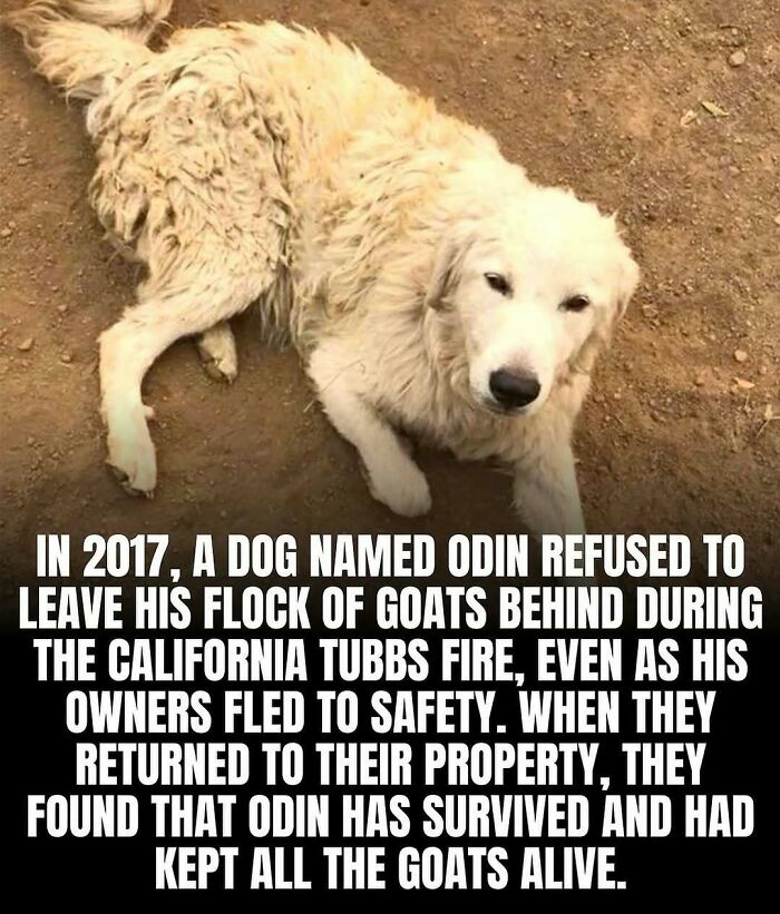 65 Heartwarming Stories That Might Make Your Day Feel A Little Bit Better