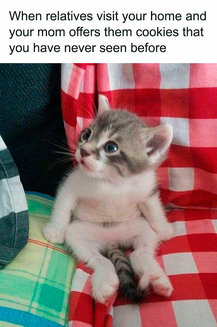 A Day Is Not Complete Without Looking At Memes So Here Are 79 For You To Laugh At