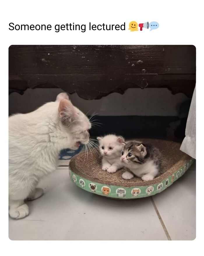 A Day Is Not Complete Without Looking At Memes So Here Are 79 For You To Laugh At