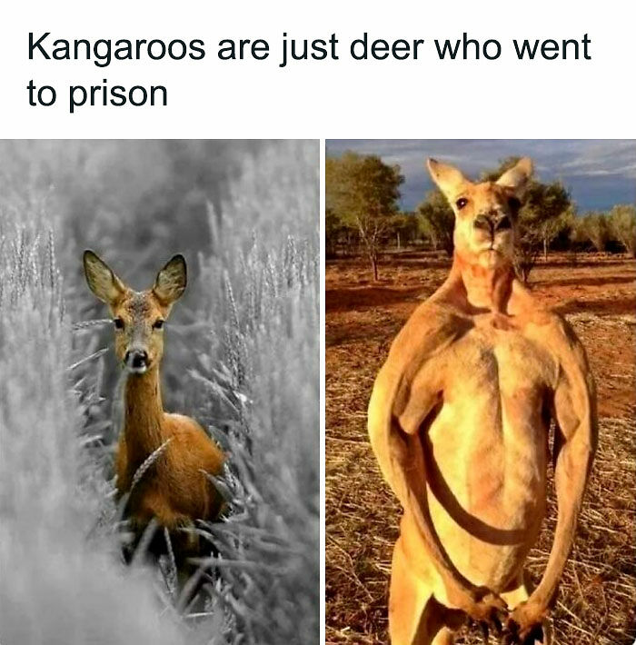A Day Is Not Complete Without Looking At Memes So Here Are 79 For You To Laugh At