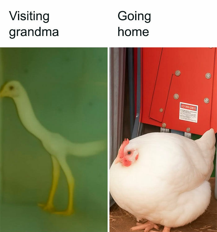 A Day Is Not Complete Without Looking At Memes So Here Are 79 For You To Laugh At