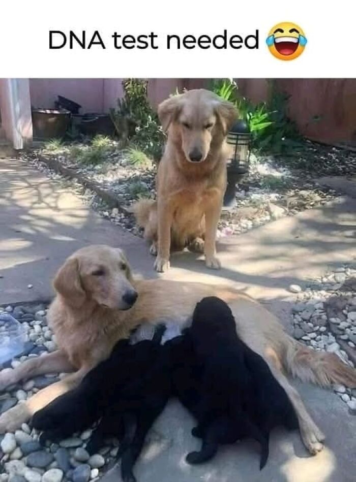 A Day Is Not Complete Without Looking At Memes So Here Are 79 For You To Laugh At