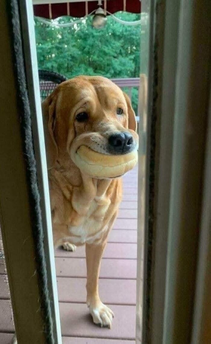 A Day Is Not Complete Without Looking At Memes So Here Are 79 For You To Laugh At