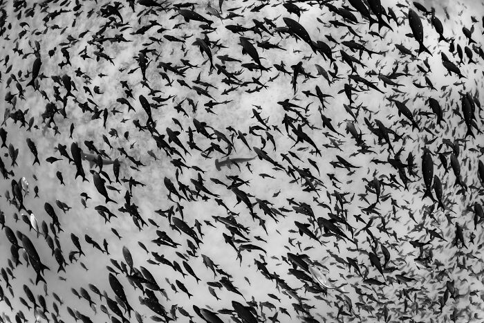 The 1839 Awards Have Announced The Winners Of The 2025 Photographer Of The Year Contest (39 Pics)