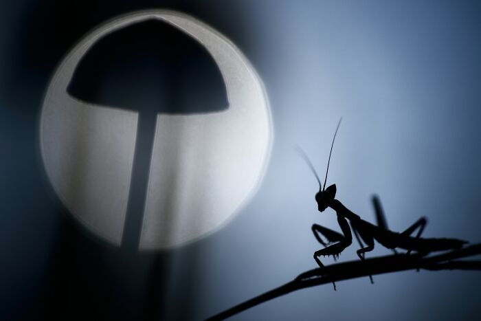 The 1839 Awards Have Announced The Winners Of The 2025 Photographer Of The Year Contest (39 Pics)