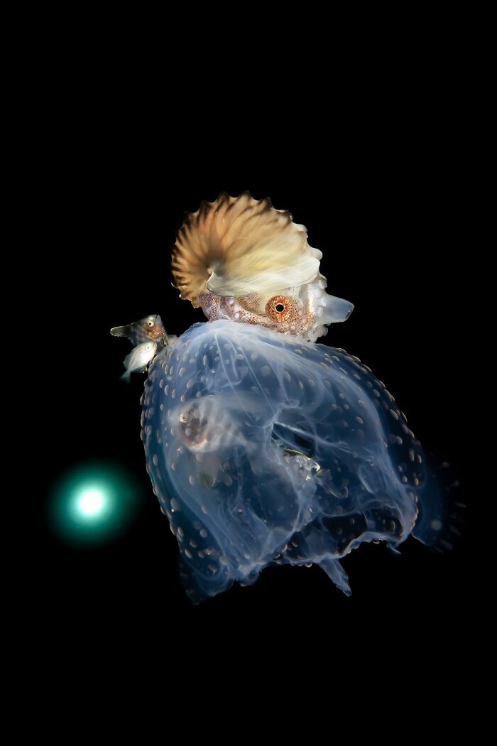 The 1839 Awards Have Announced The Winners Of The 2025 Photographer Of The Year Contest (39 Pics)