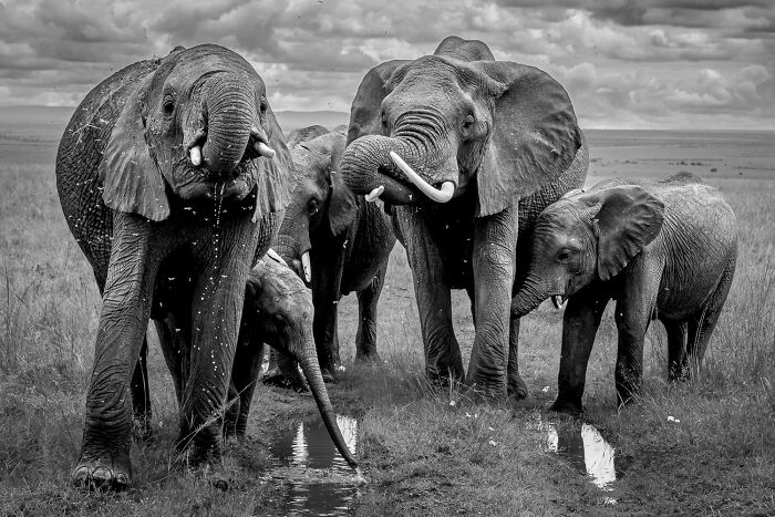 The 1839 Awards Have Announced The Winners Of The 2025 Photographer Of The Year Contest (39 Pics)