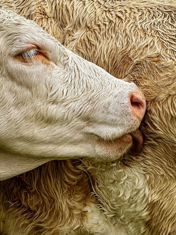 The 1839 Awards Have Announced The Winners Of The 2025 Photographer Of The Year Contest (39 Pics)