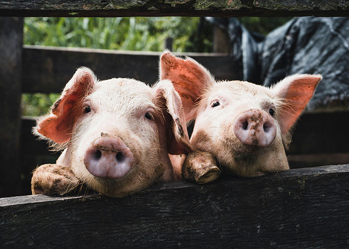 “Steak Comes From Cows”: 34 People Share The Facts They Learned Embarrassingly Late In Life