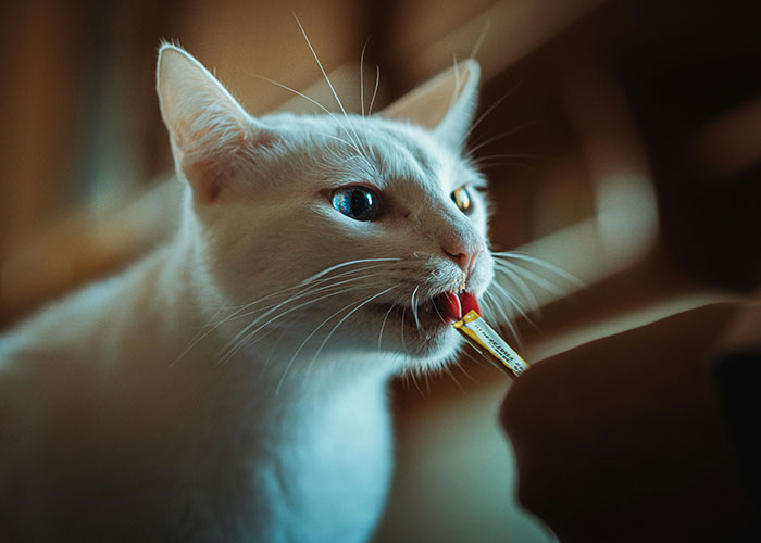 64 Bizarre Cat Hacks Owners Discovered That Actually Work