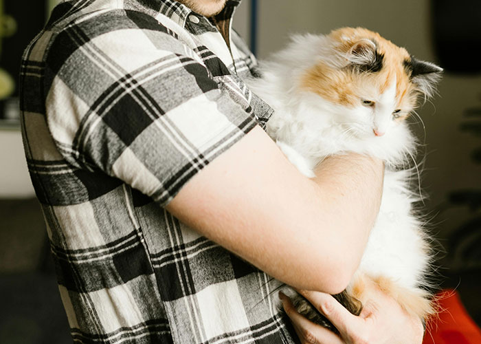 64 Bizarre Cat Hacks Owners Discovered That Actually Work