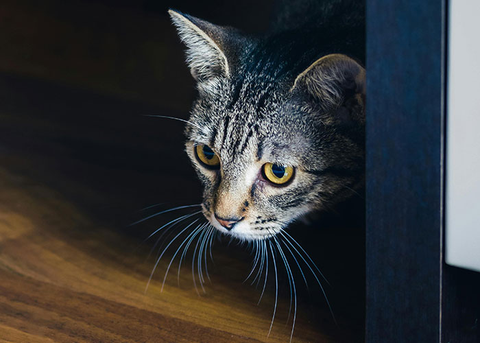 64 Bizarre Cat Hacks Owners Discovered That Actually Work