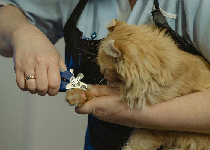 64 Bizarre Cat Hacks Owners Discovered That Actually Work