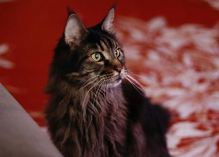 64 Bizarre Cat Hacks Owners Discovered That Actually Work