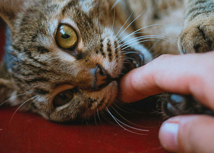 64 Bizarre Cat Hacks Owners Discovered That Actually Work