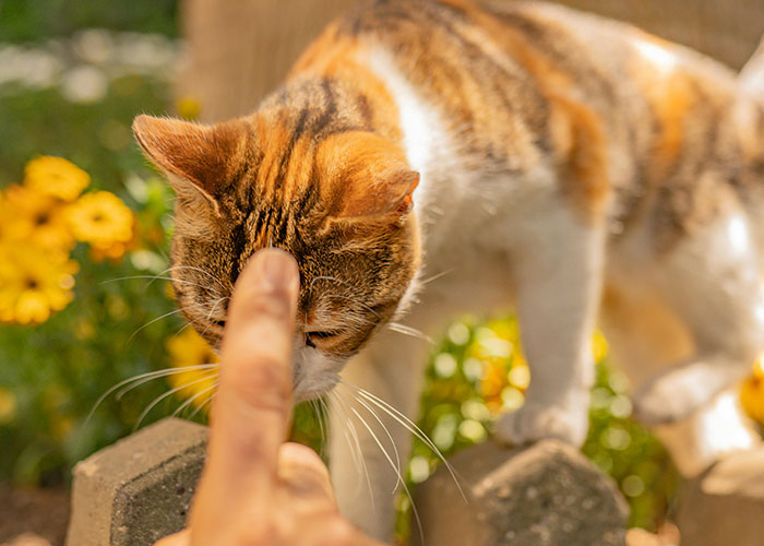 64 Bizarre Cat Hacks Owners Discovered That Actually Work