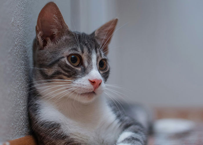 64 Bizarre Cat Hacks Owners Discovered That Actually Work