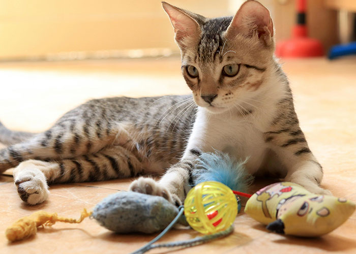64 Bizarre Cat Hacks Owners Discovered That Actually Work