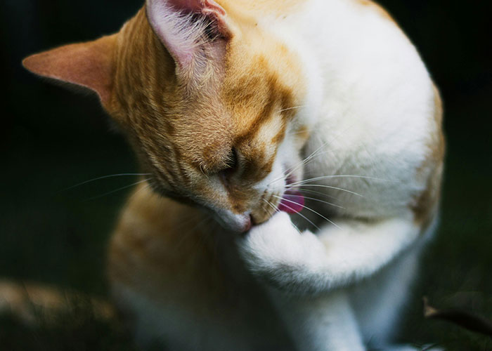 64 Bizarre Cat Hacks Owners Discovered That Actually Work