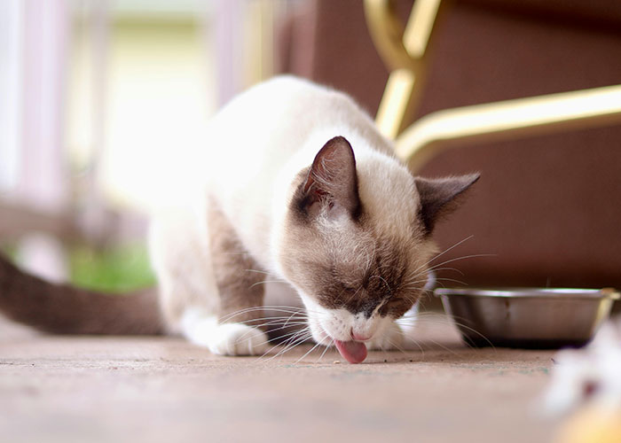 64 Bizarre Cat Hacks Owners Discovered That Actually Work