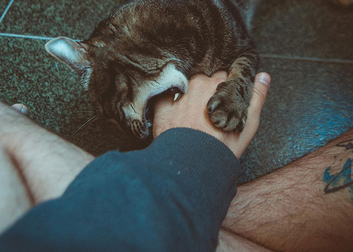 64 Bizarre Cat Hacks Owners Discovered That Actually Work