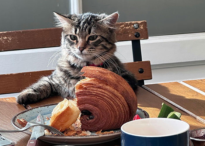 64 Bizarre Cat Hacks Owners Discovered That Actually Work