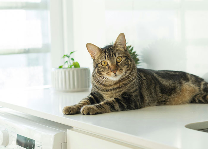 64 Bizarre Cat Hacks Owners Discovered That Actually Work