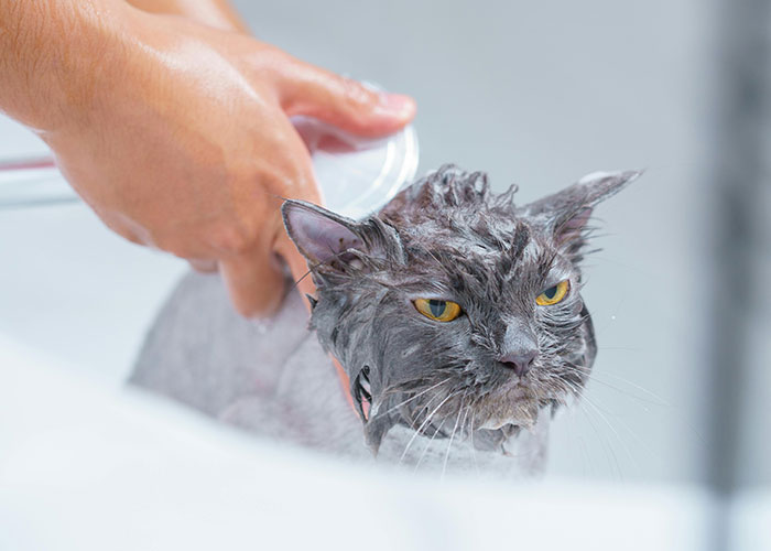 64 Bizarre Cat Hacks Owners Discovered That Actually Work