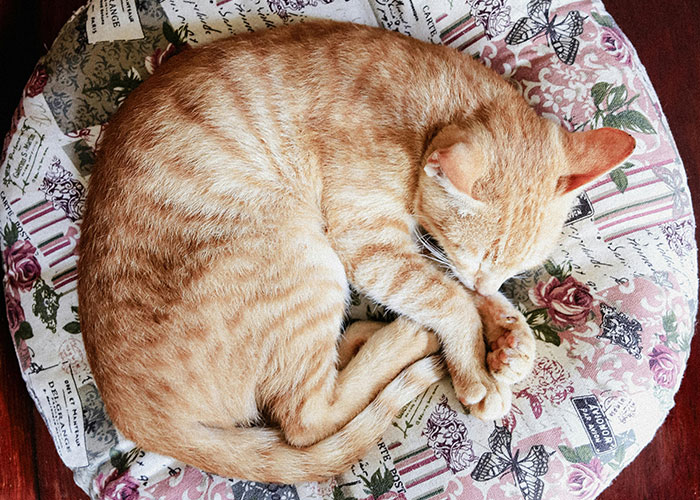 64 Bizarre Cat Hacks Owners Discovered That Actually Work