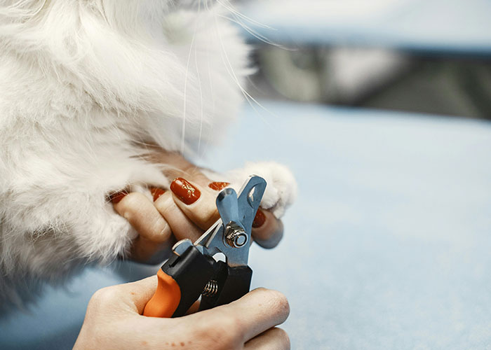 64 Bizarre Cat Hacks Owners Discovered That Actually Work