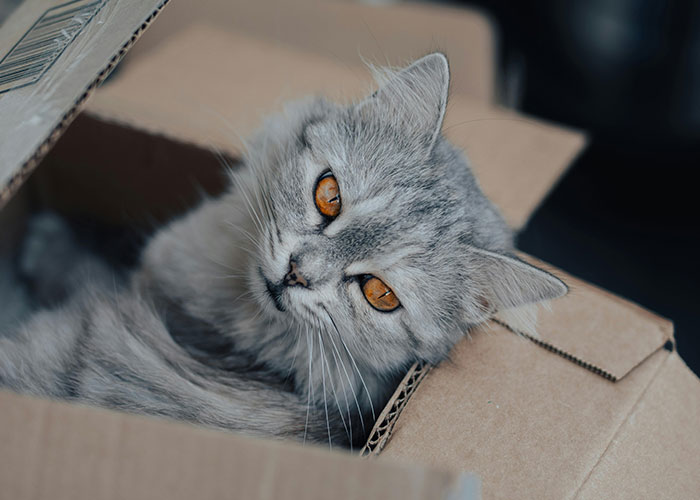 64 Bizarre Cat Hacks Owners Discovered That Actually Work