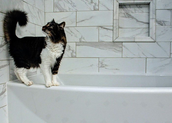64 Bizarre Cat Hacks Owners Discovered That Actually Work