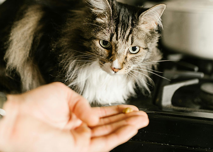 64 Bizarre Cat Hacks Owners Discovered That Actually Work