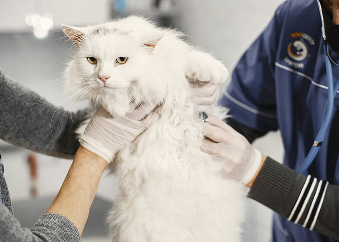 64 Bizarre Cat Hacks Owners Discovered That Actually Work
