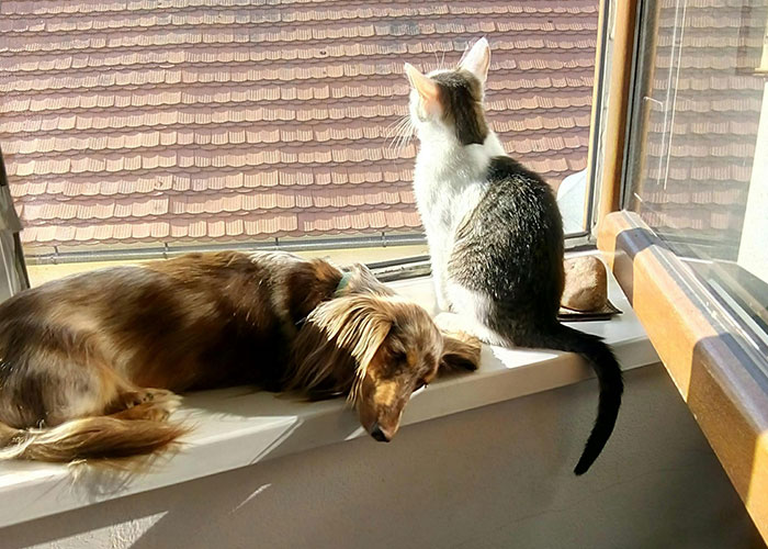 64 Bizarre Cat Hacks Owners Discovered That Actually Work