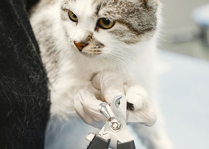 64 Bizarre Cat Hacks Owners Discovered That Actually Work
