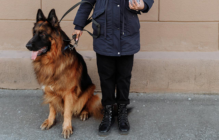 “You Look Perfectly Healthy”: Lady Attacks Shopper For Service Dog Fraud, Begs For Forgiveness Moments Later