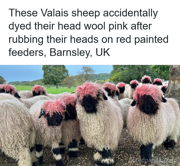 “Accidental Comedy”: 61 Seemingly Harmless Pics That Have No Business Being This Funny (New Pics)