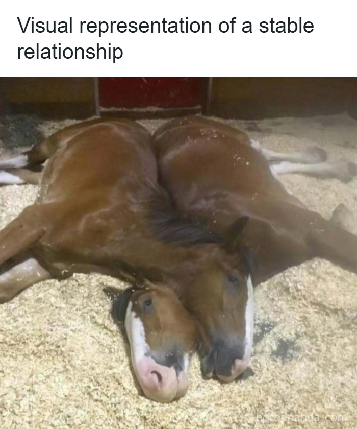 50 Hilarious Animal Memes That Might Make Your Day At Least Slightly Better