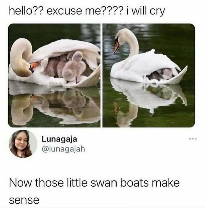 50 Hilarious Animal Memes That Might Make Your Day At Least Slightly Better