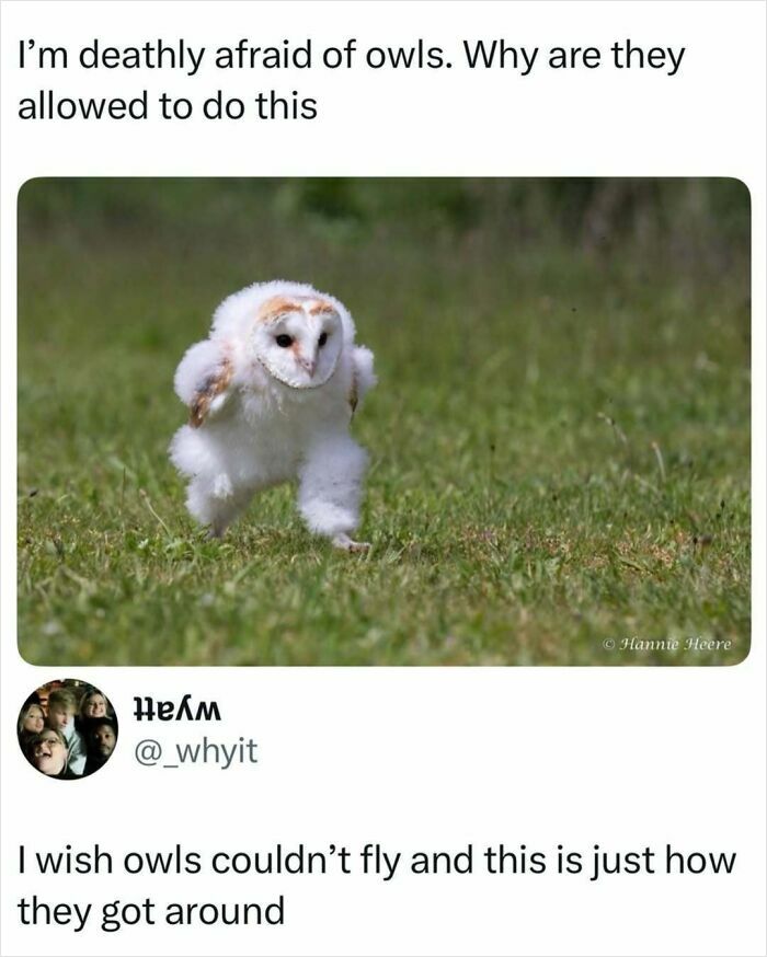 50 Hilarious Animal Memes That Might Make Your Day At Least Slightly Better