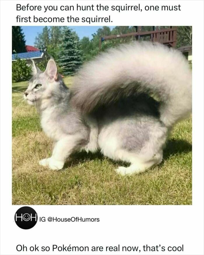 50 Hilarious Animal Memes That Might Make Your Day At Least Slightly Better
