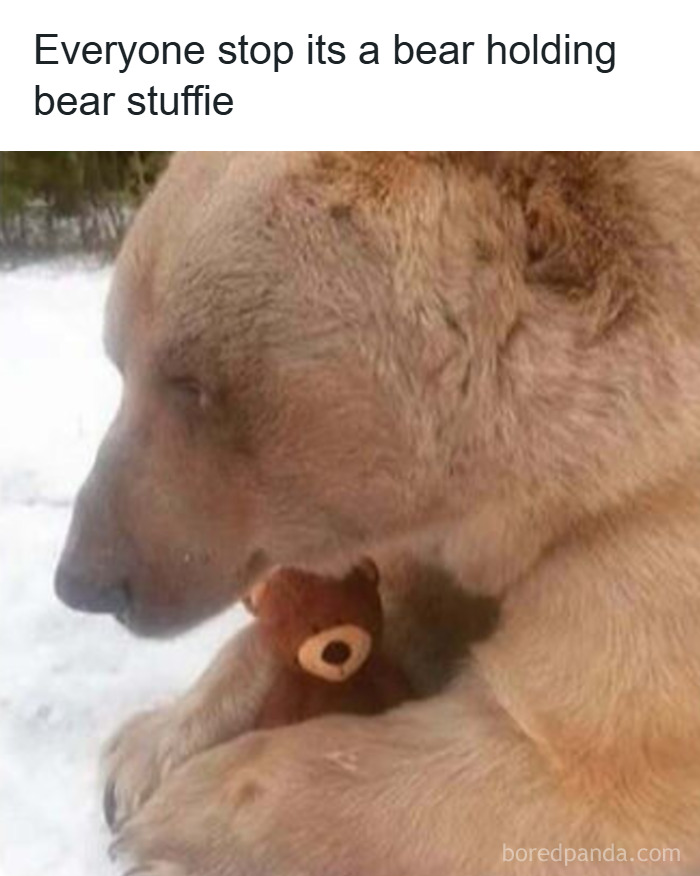 50 Hilarious Animal Memes That Might Make Your Day At Least Slightly Better