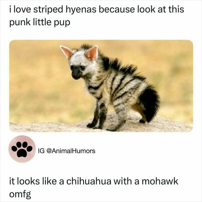 50 Hilarious Animal Memes That Might Make Your Day At Least Slightly Better