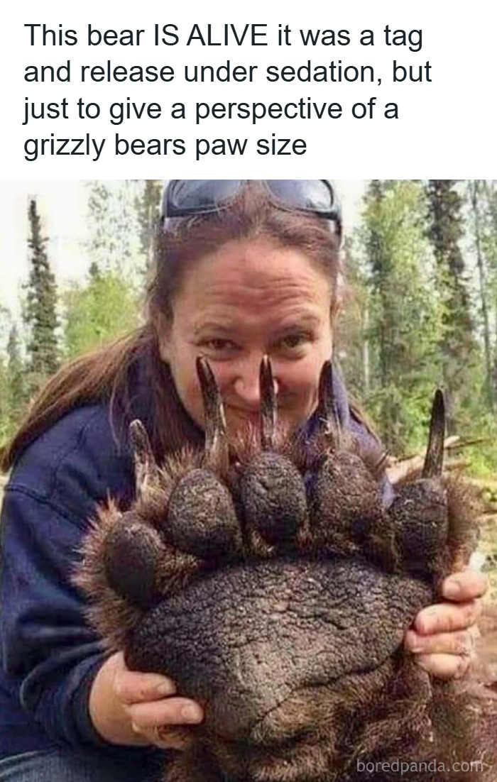 50 Hilarious Animal Memes That Might Make Your Day At Least Slightly Better